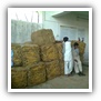 LEAF TOBACCO SHREDDED TOBACCO raw tobacco leaf dark air cured tobacco rustica tobacco FLUE CURED TOBACCO